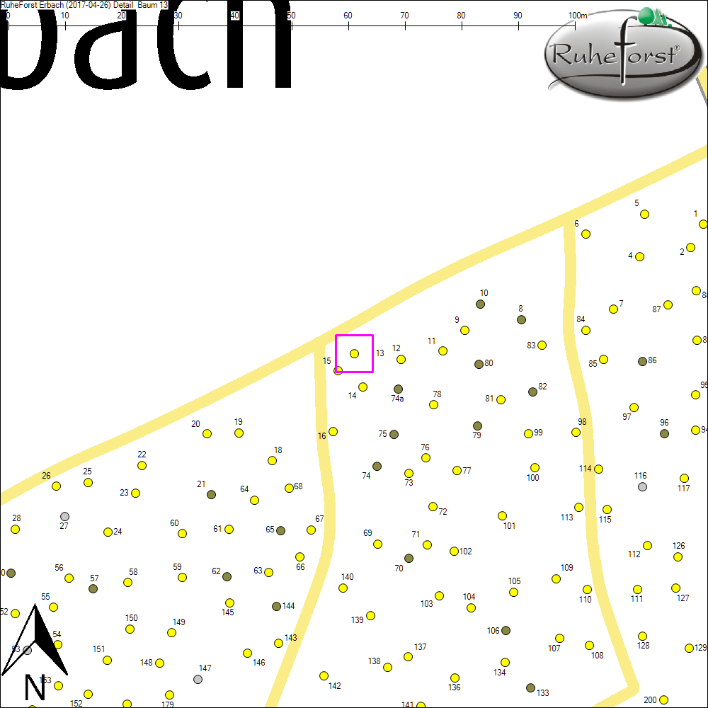 Detailkarte zu Baum 13