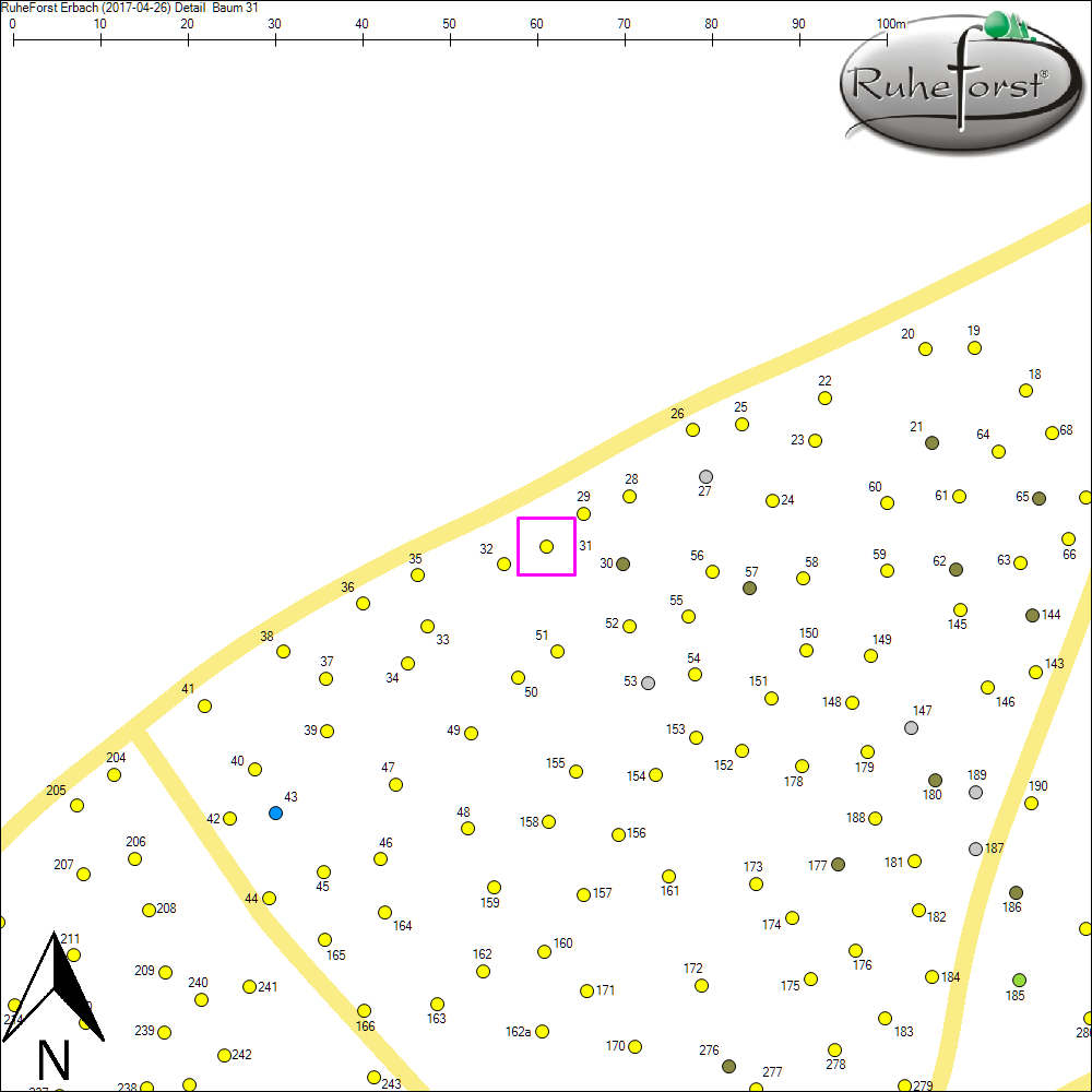 Detailkarte zu Baum 31