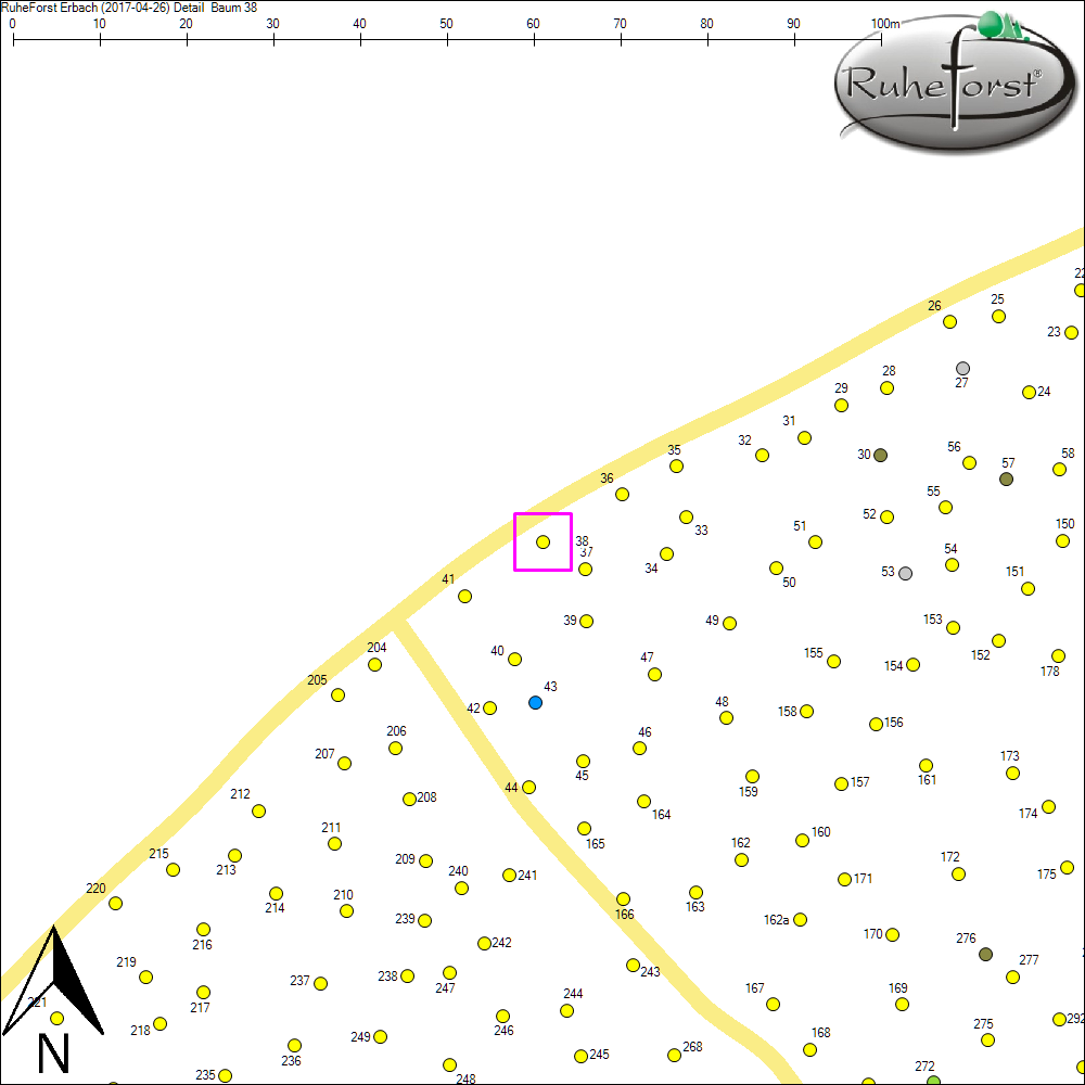 Detailkarte zu Baum 38